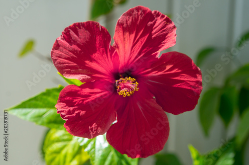 red hibiscus flower with leaves on sunny day
