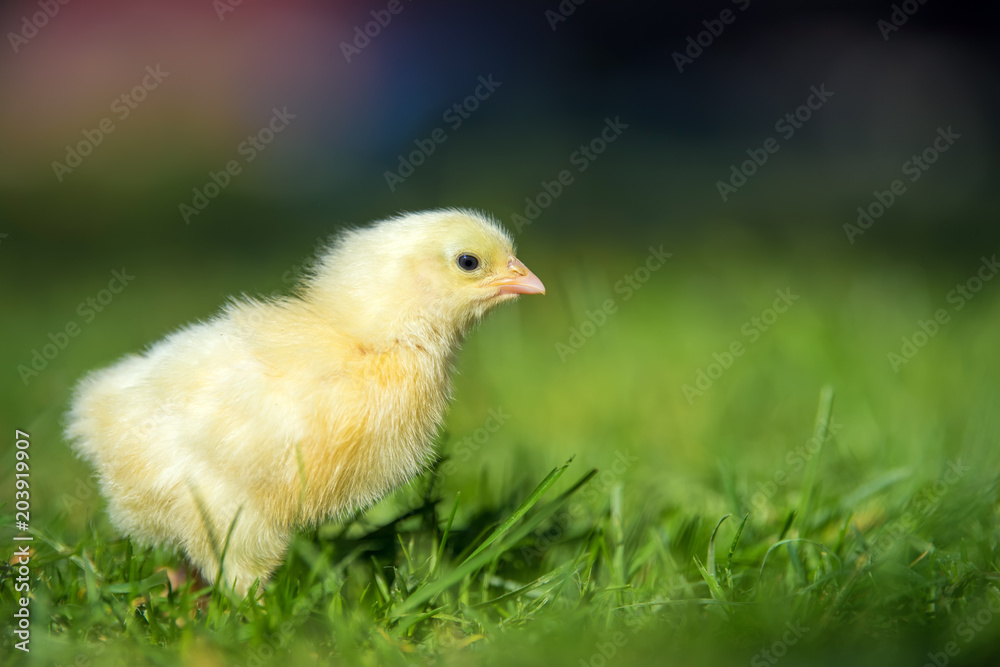 Little chicken on the grass Little chicken on the grass
