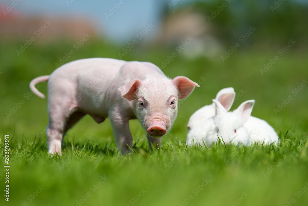 Piglet and white rabbit on spring green grass on a farm Piglet and white rabbit on spring green grass on a farm