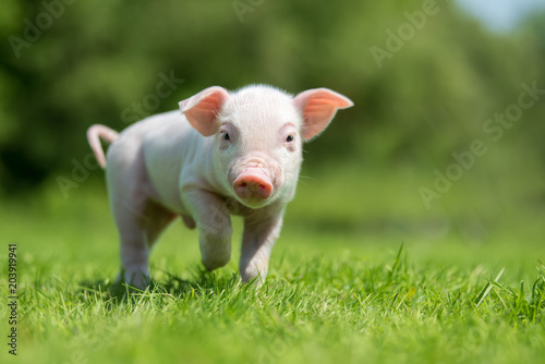 Wallpaper Mural Newborn piglet on spring green grass on a farm