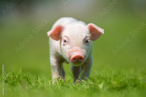 Newborn piglet on spring green grass on a farm © byrdyak