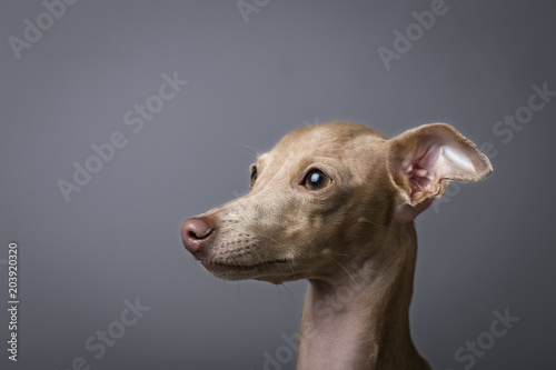 Portrait of little italian greyhound dog photo