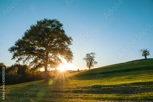 A lonely tree on a green meadow  a vibrant rural landscape with blue sky