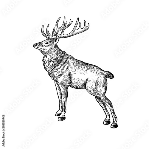 Vector illustration of vintage black and white deer in isolated background
