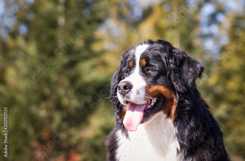 Bernese mountain dog posing outside.