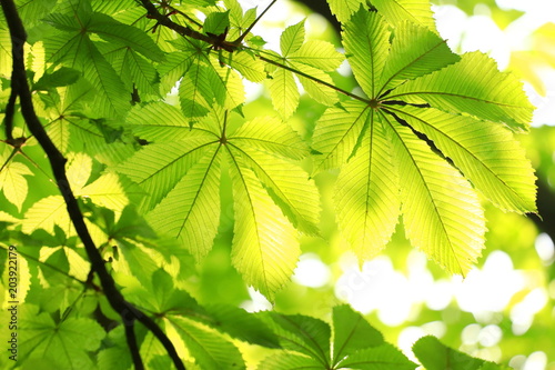 Green chestnut leaves on tree