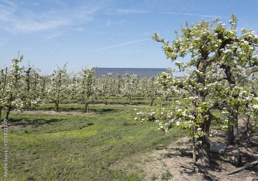 Obraz premium apple blossom in dutch orchard with solar panels on barn in the background