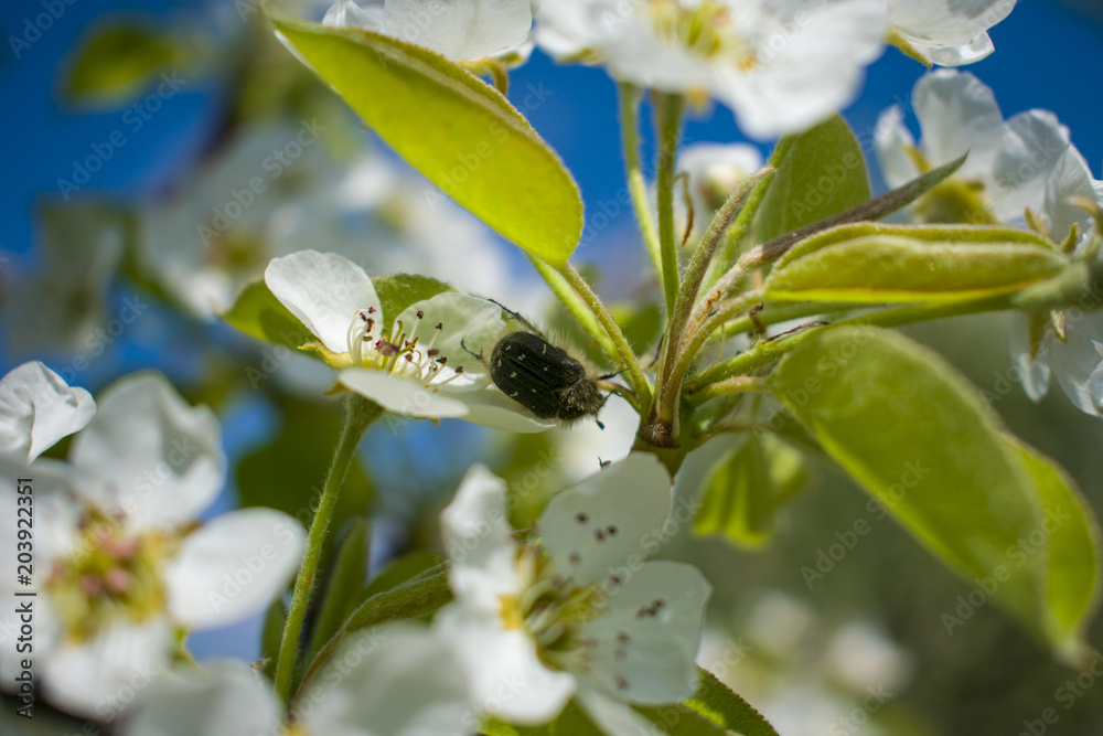 Fototapeta premium May bug on a flowering tree