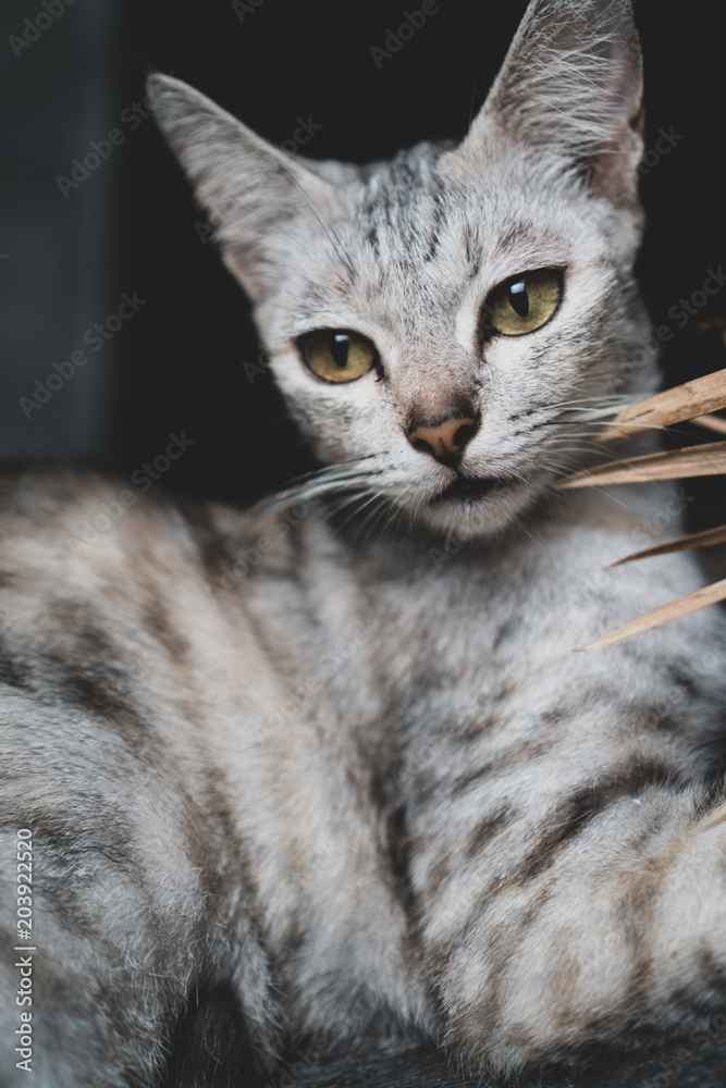 Closeup of beautiful gray cat with yellow eyes