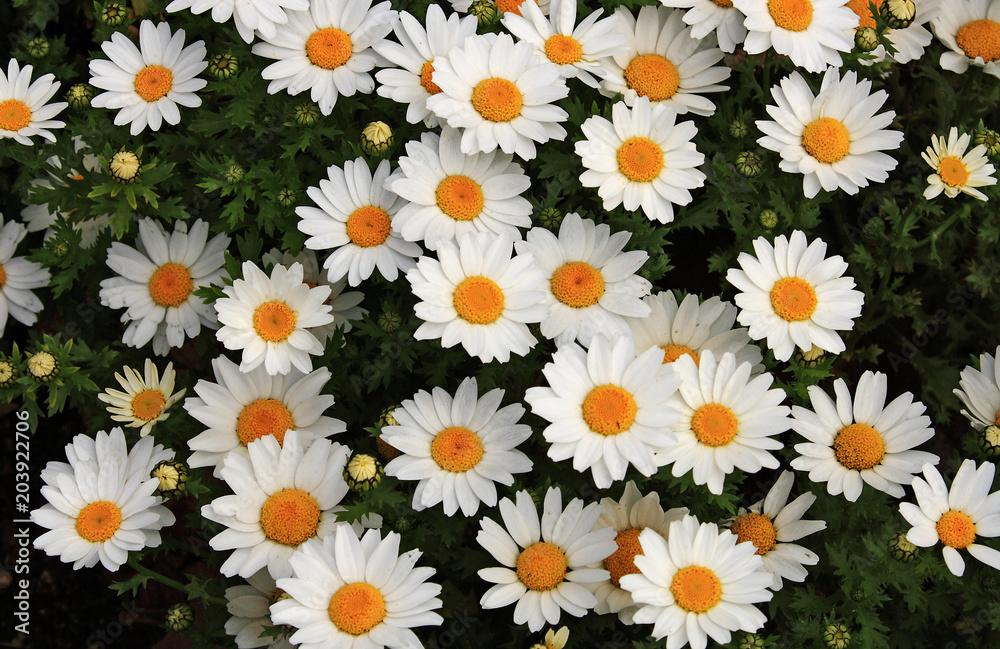 Flowers in spring Flowers in spring