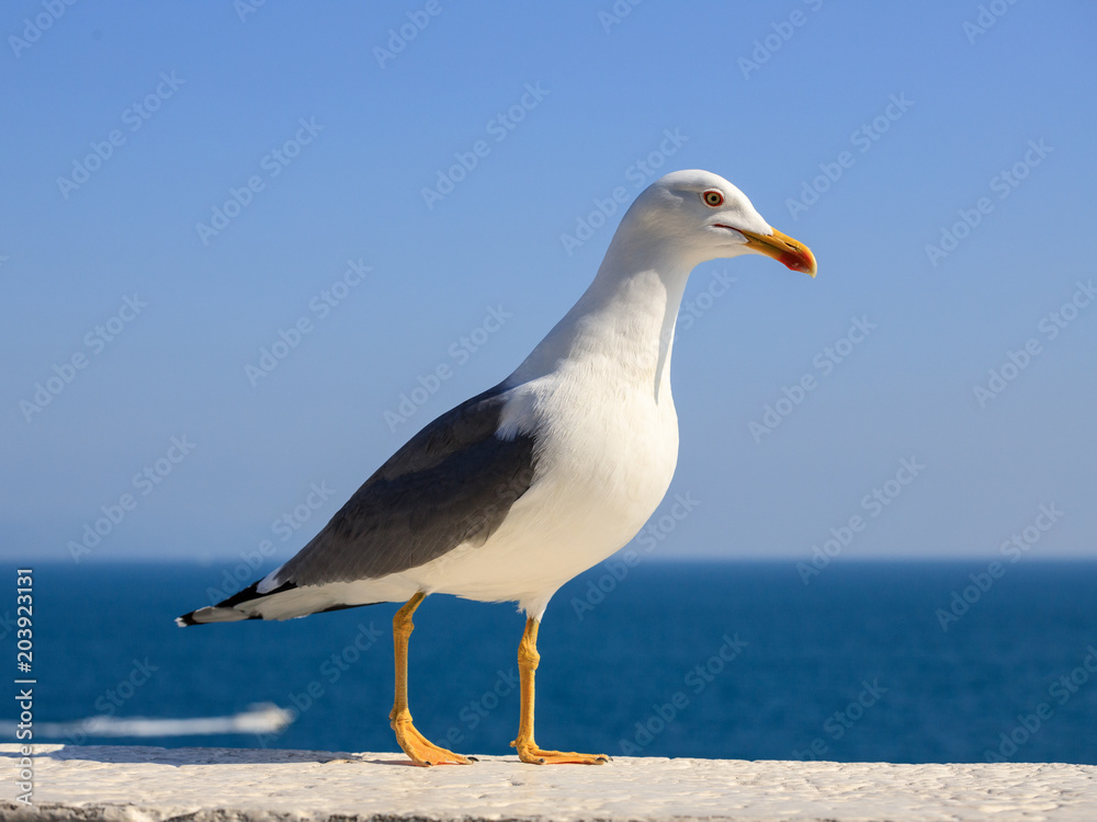 Obraz premium gabbiano