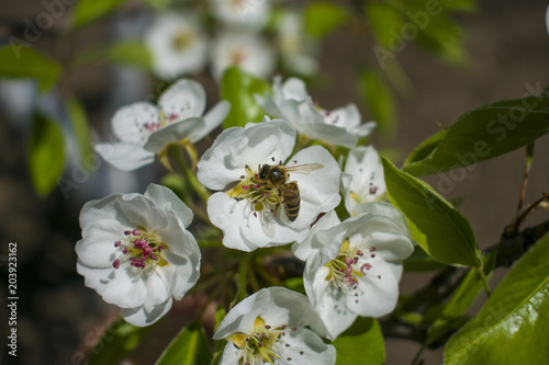 a bee collects nectar on a flowering tree
