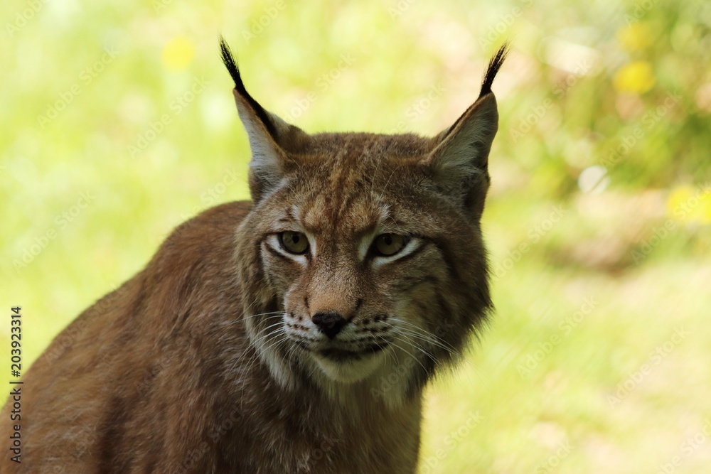 Portrait of an European lynx, the third largest predator in Europe Portrait of an European lynx, the third largest predator in Europe