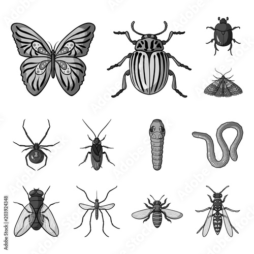 Different kinds of insects monochrome icons in set collection for design. Insect arthropod vector symbol stock web illustration. photo