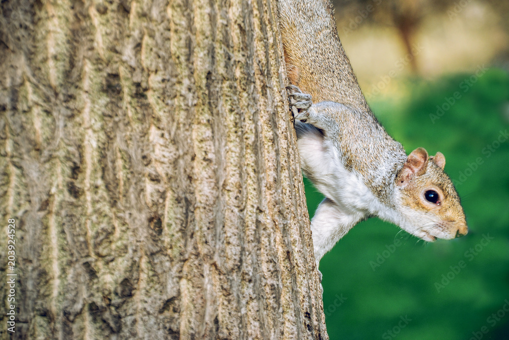 fotografía de una ardilla realizada en Hyde Park, Londres fotografía de una ardilla realizada en Hyde Park, Londres