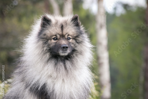 Tableau sur toile Keeshond dog outside. Big spitz in nature.