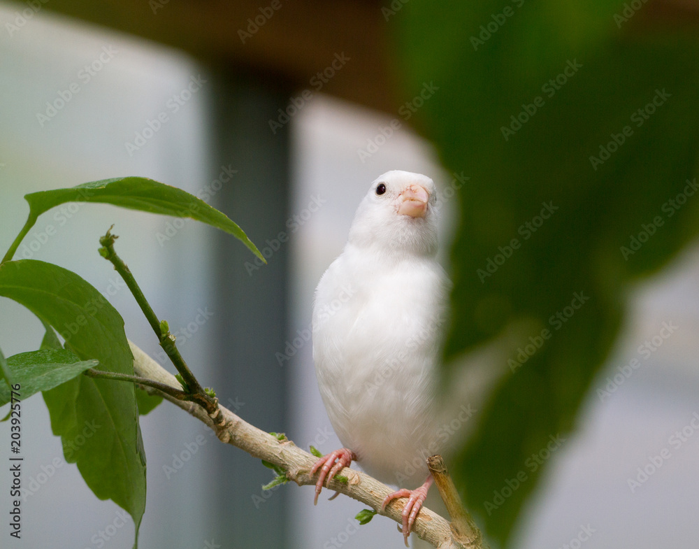 Obraz premium Bird on branch.