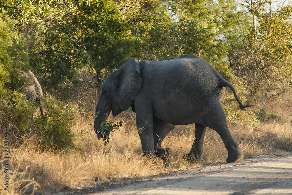 Fototapeta premium African elephant, South Africa