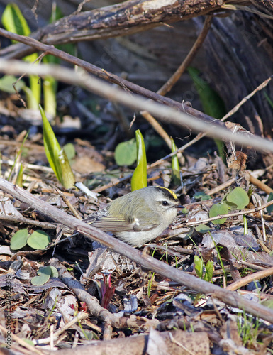 roitelet à couronne dorée photo