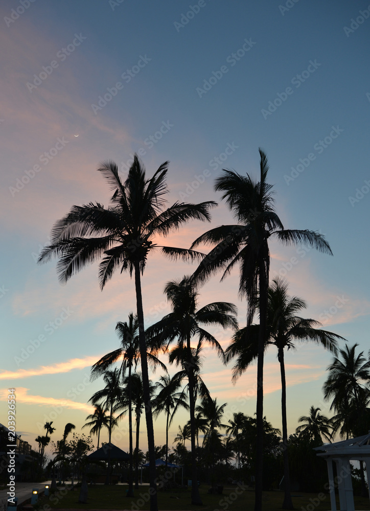 Palm against the sky.