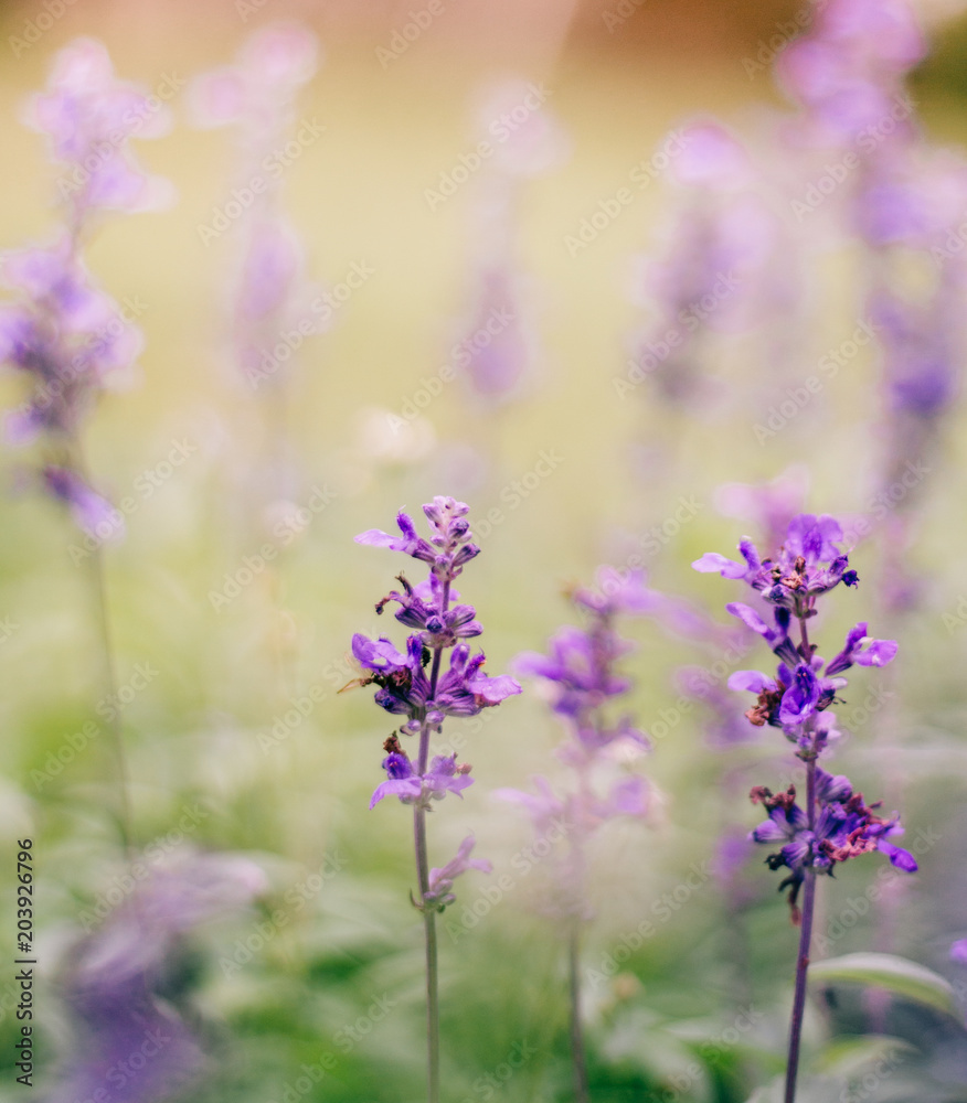 Fototapeta premium Purple flowers With background blurred
