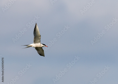 Common tern 