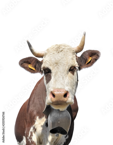 brown and white cow with horns and carrying a bell isolated on white background photo