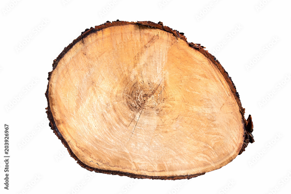 Tree texture slice annual ring circle wood isolate on white background Tree texture slice annual ring circle wood isolate on white background