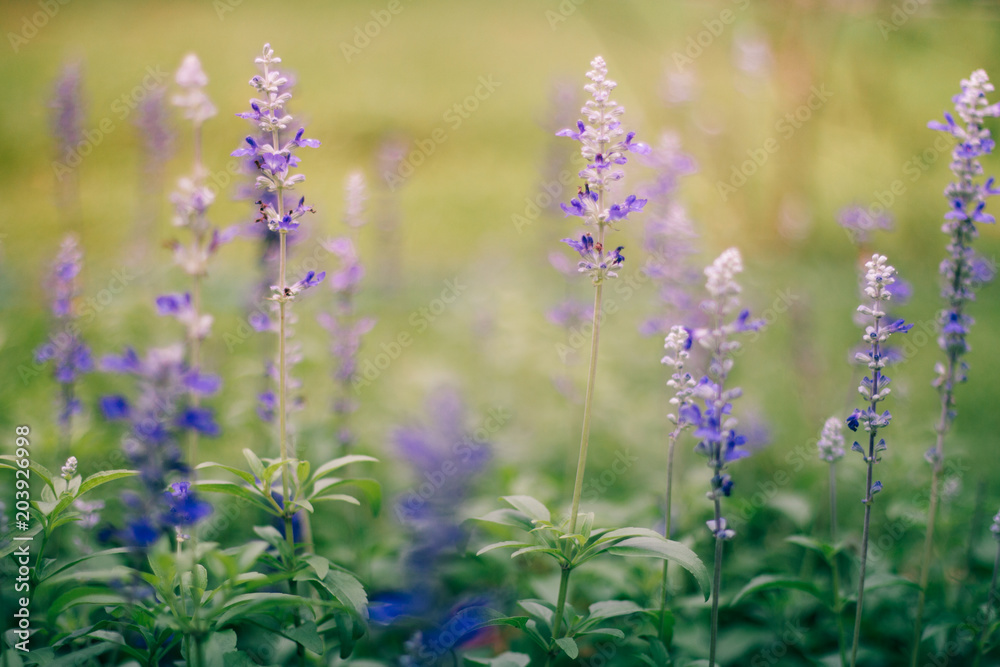 Obraz premium Purple flowers With background blurred