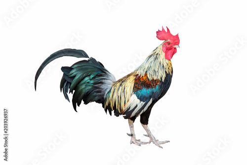 Foto Rooster chicken standing isolate on white background