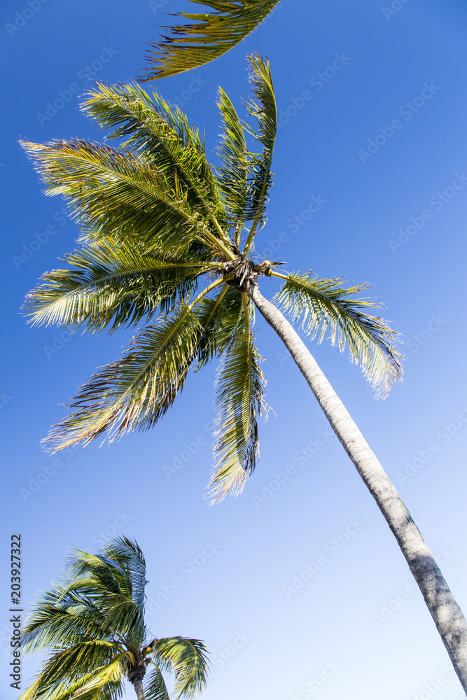 Fototapeta premium Bahamas, Cable Beach