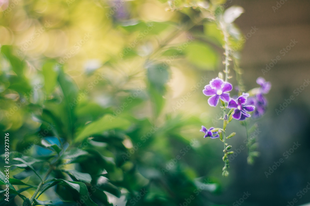 Violet flower With background blurred Violet flower With background blurred
