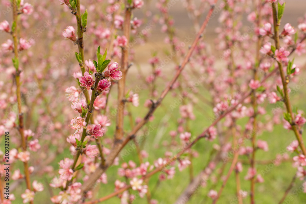 Blossoming tree in spring close-up Blossoming tree in spring close-up