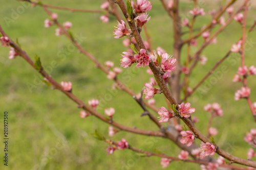 Blossoming tree in spring close-up