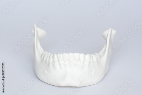 Human mandible bone model on white background photo