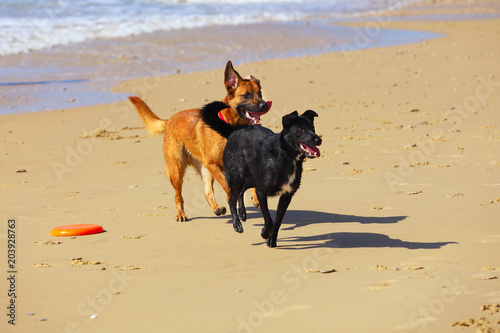 couple of two dogs running on the beach