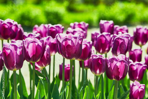 Purple tulips in the garden. Flowers background.