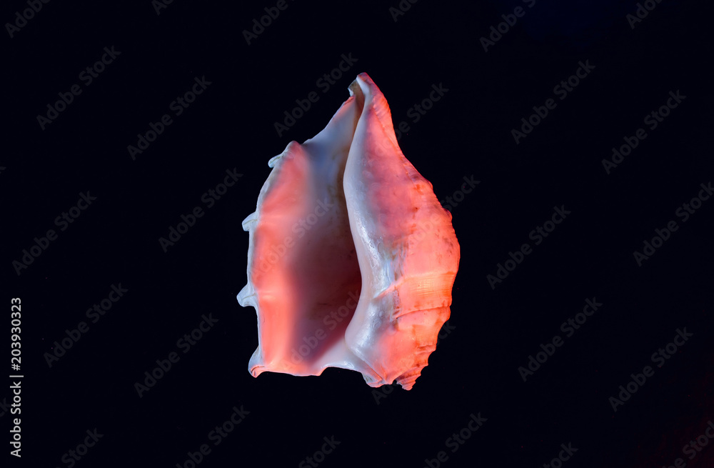 Shell of the sea, shaped as female genital organs, vagina Shell of the sea, shaped as female genital organs, vagina