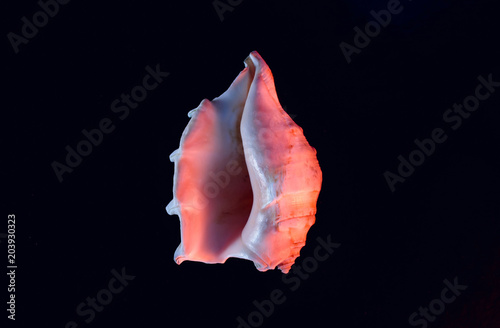 Shell of the sea, shaped as female genital organs, vagina