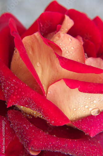 Water drops on rose petal.