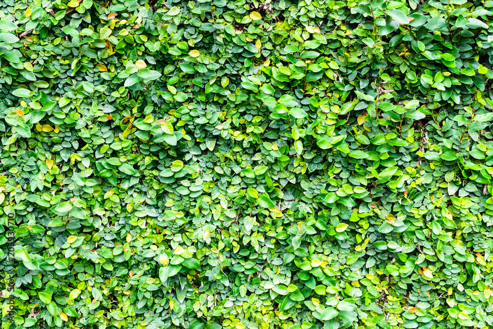 Coatbuttons plant or Mexican daisy plant texture pattern background for green nature wallpaper background or backdrop Coatbuttons plant or Mexican daisy plant texture pattern background for green nature wallpaper background or backdrop