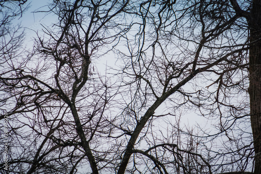 Leafless branches of park winter trees