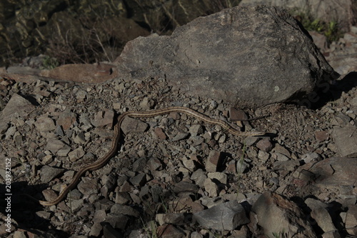 Snake on the rock