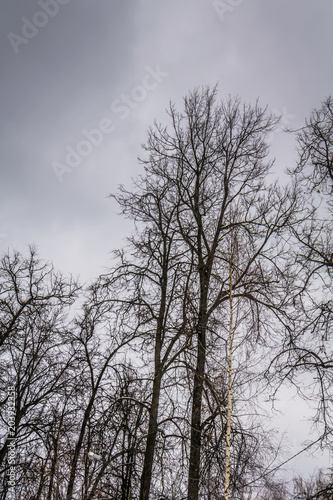 Leafless branches of park winter trees
