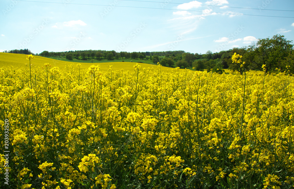Das kräftige Gelb der Rapsblüte und die unterschiedlichen Grün-Töne der Wälder bestimmen derzeit die Frühlingslandschaft im Leinetal bei Friedland. Das kräftige Gelb der Rapsblüte und die unterschiedlichen Grün-Töne der Wälder bestimmen derzeit die Frühlingslandschaft im Leinetal bei Friedland.