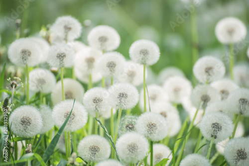 Fototapeta Naklejka Na Ścianę i Meble -  Many white fluffy dandelion flowers on the meadow. A joyous light-hearted mood. Soft selective focus.
