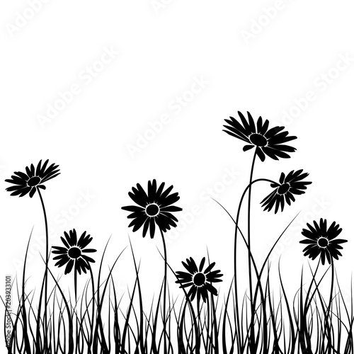 Silhouette of a camomile