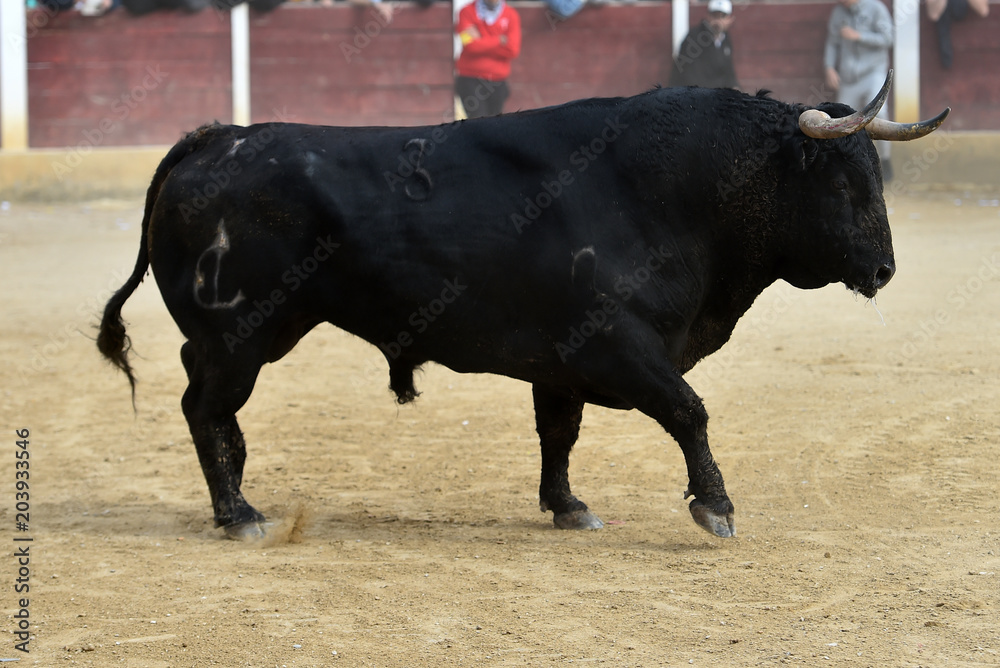 bull bull