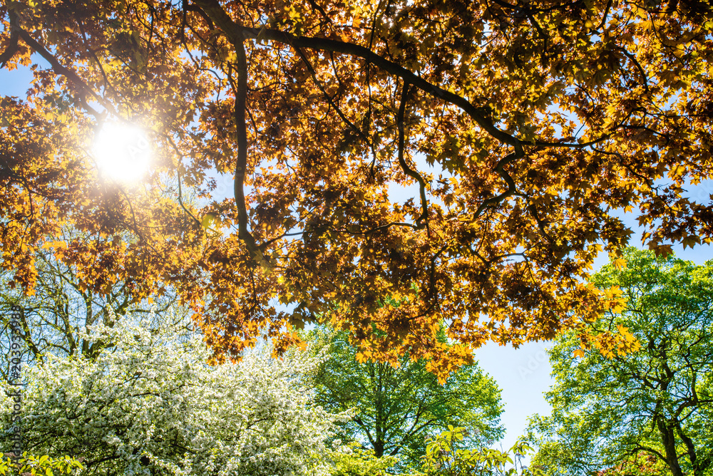 Obraz premium lush trees in sunlight at springtime against clear blue sky