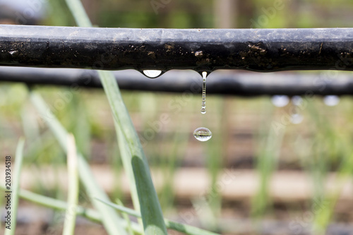 Drip Irrigation System Close Up. Water saving drip irrigation system being used in a organic onions field 